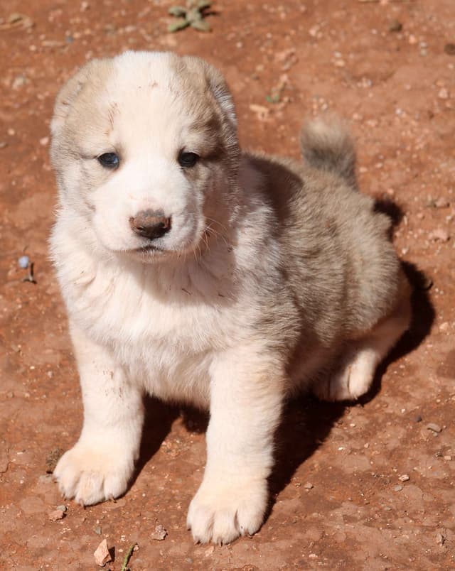 Showest CAS Litter J - Tiger x Thea media 12
