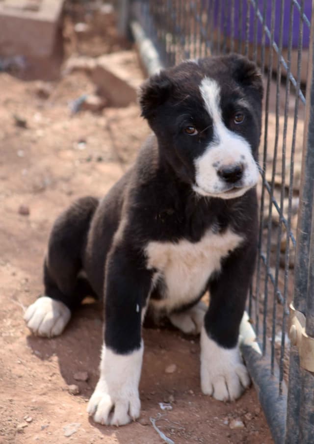 Showest Litter L - Drogo x Tati media 2