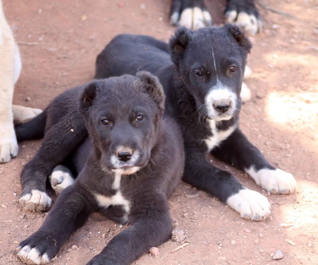 Showest Litter L - Drogo x Tati media 4