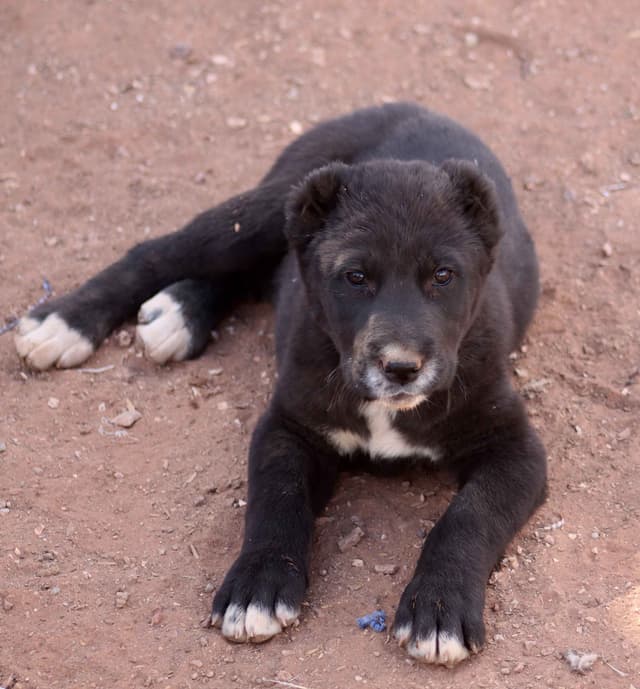 Showest Litter L - Drogo x Tati media 3