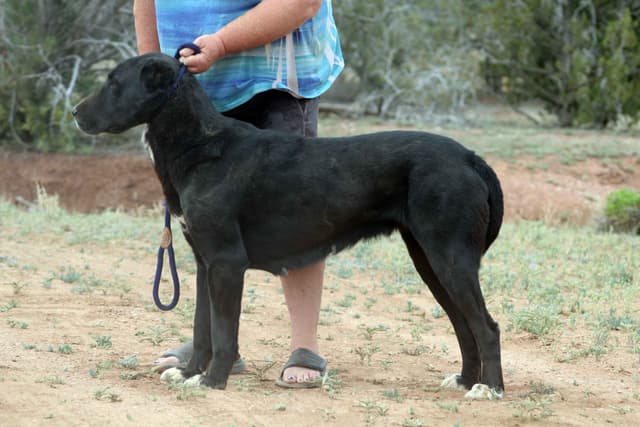 Showest Litter L - Drogo x Tati media 8