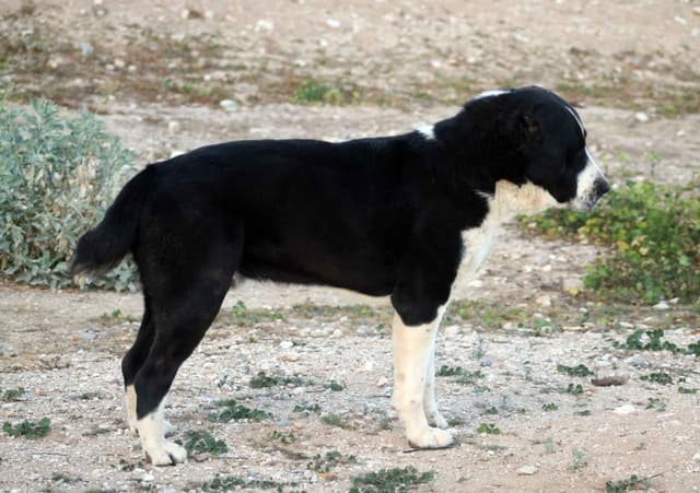 Showest Litter L - Drogo x Tati media 6