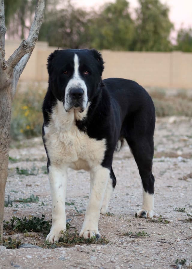 Showest Litter L - Drogo x Tati media 5