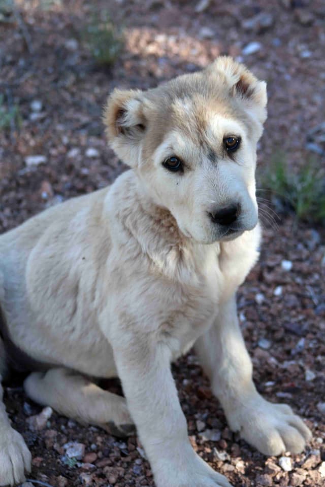 Showest Litter K - Azul x Tundra media 2