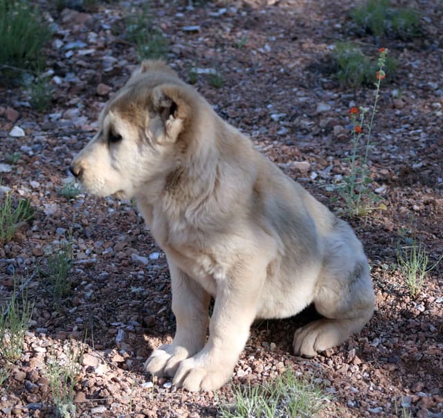 Showest Litter K - Azul x Tundra media 3
