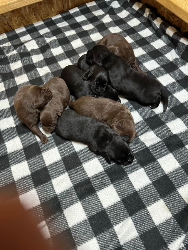 Labrador Retriever Puppies media 5