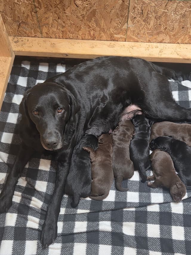Labrador Retriever Puppies media 2