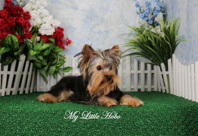 Yorkshire Terrier Puppies media 5