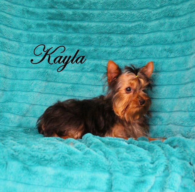 Yorkshire Terrier Puppies media 6