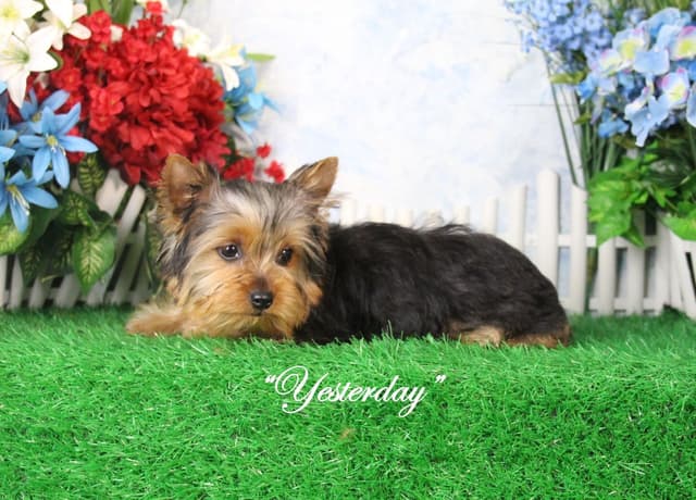 Yorkshire Terrier Puppies media 6