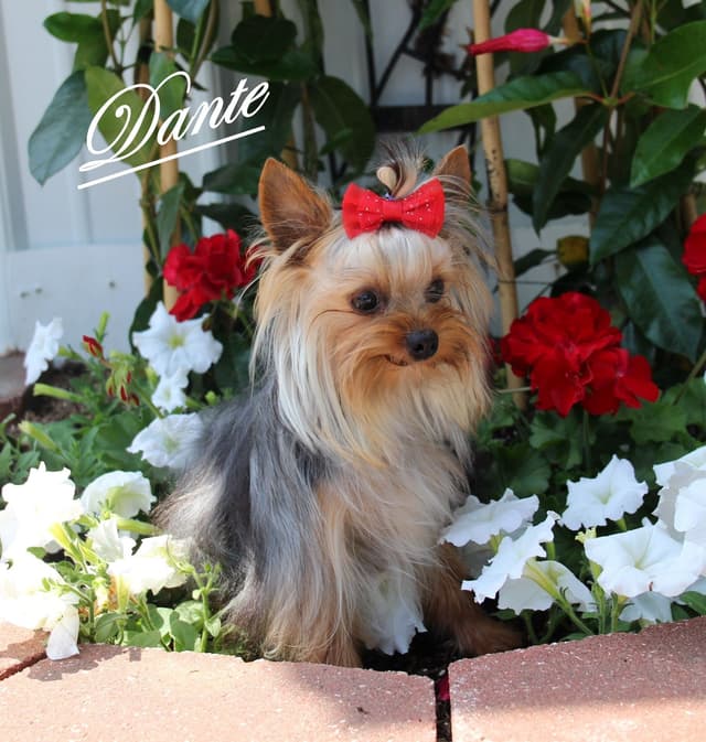 Yorkshire Terrier Puppies media 5