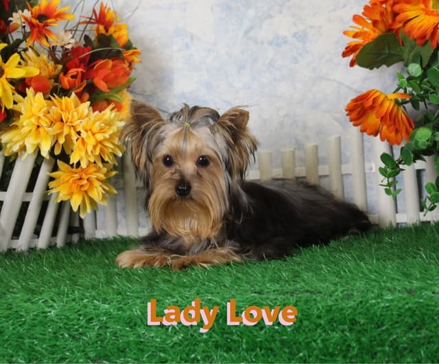 Yorkshire Terrier Puppies media 6