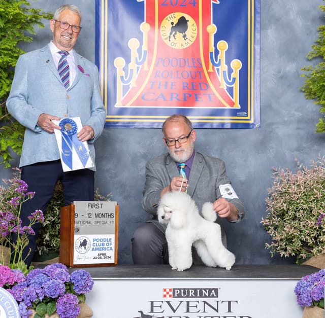 Poodle Puppies media 13