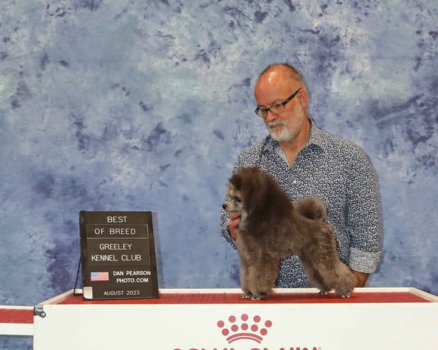 Poodle Puppies media 5