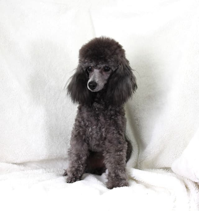Poodle Puppies media 6