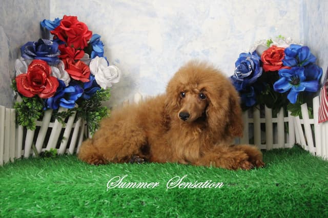 Poodle Puppies media 10