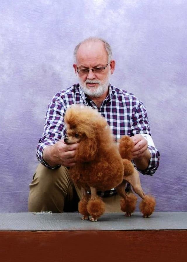 Poodle Puppies media 5