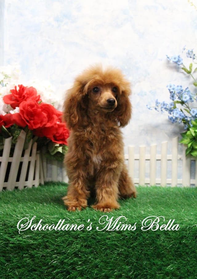 Poodle Puppies media 6