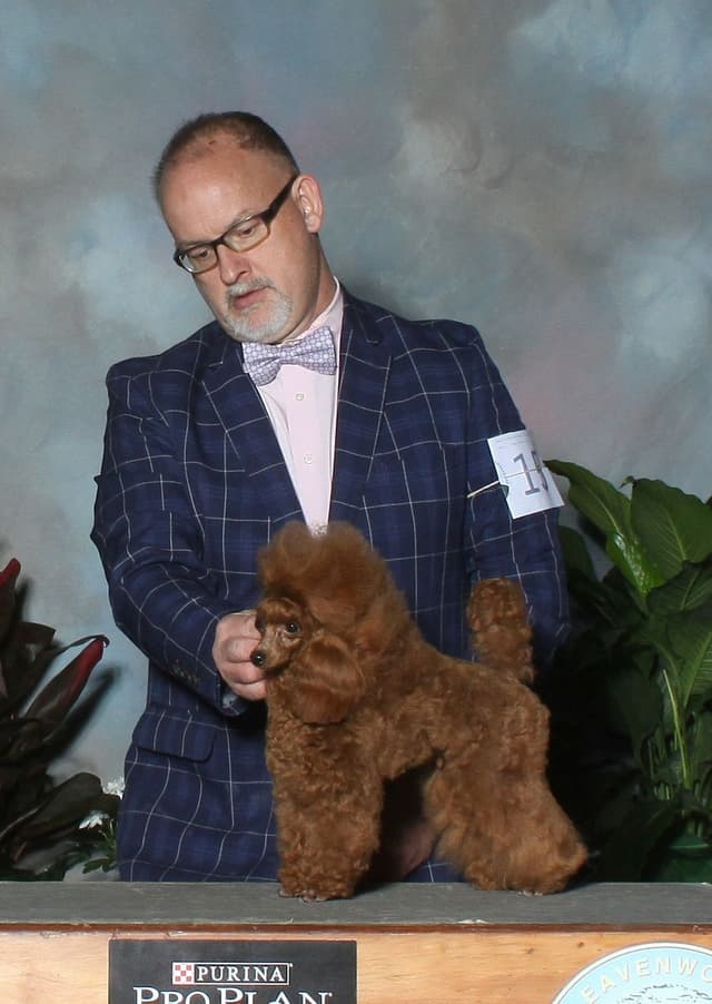 Poodle Puppies media 2