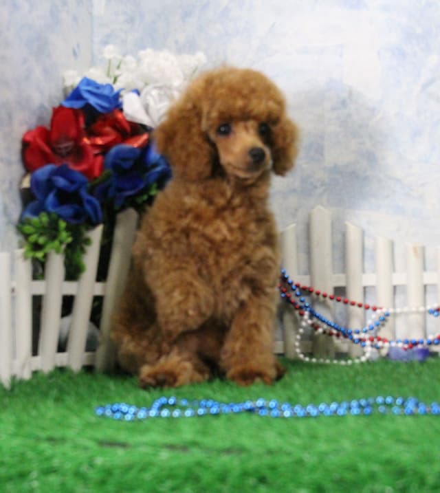 Poodle Puppies media 3