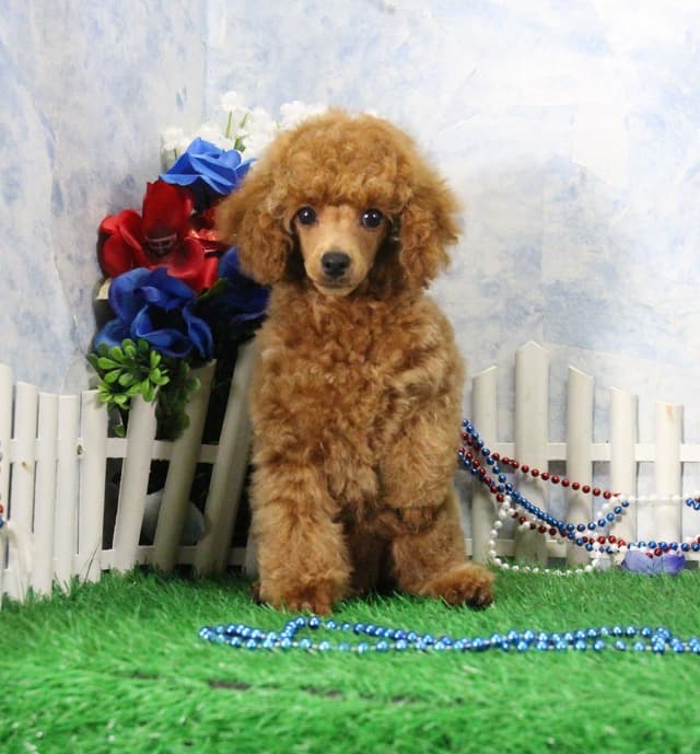 Poodle Puppies media 4