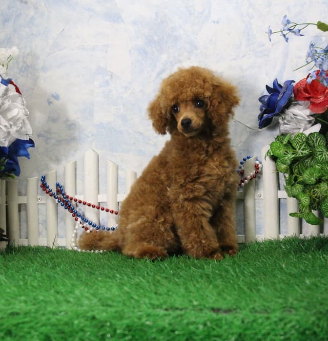 Poodle Puppies media 5