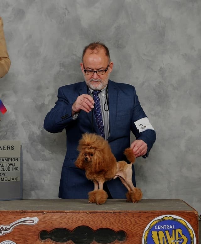 Poodle Puppies media 5