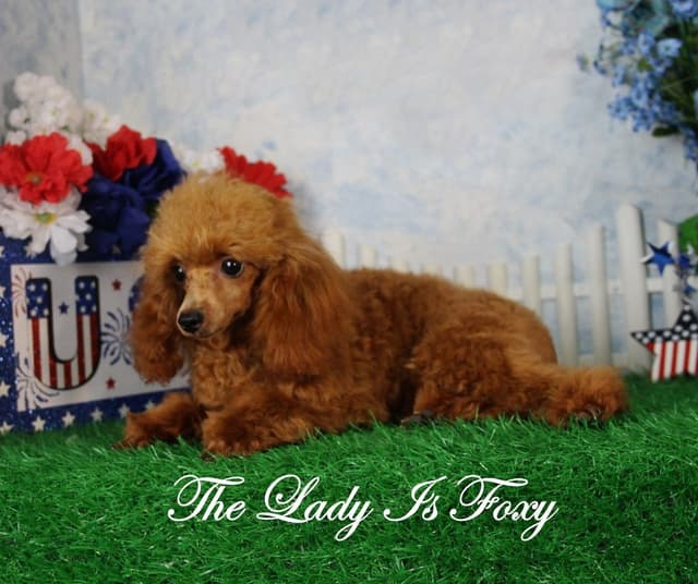 Poodle Puppies media 6