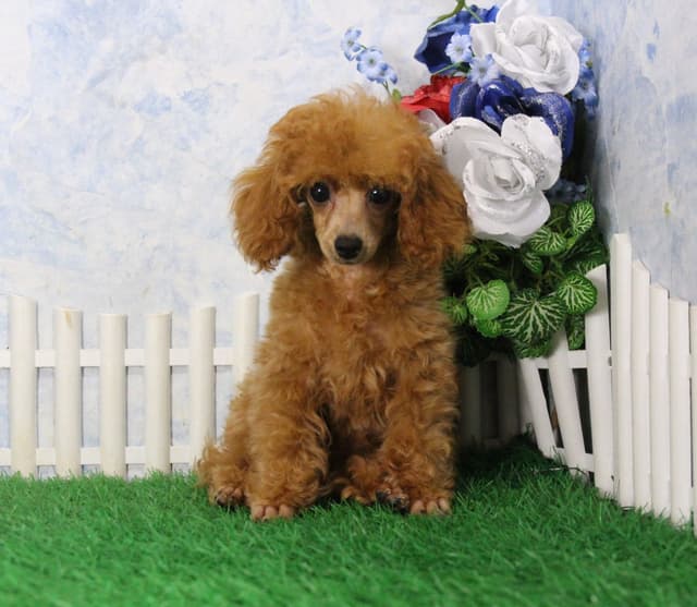 Poodle Puppies media 2