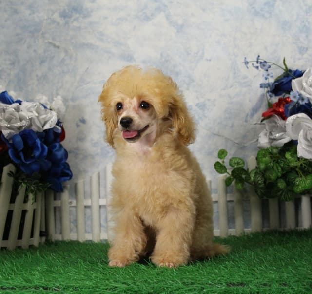 Poodle Puppies media 8
