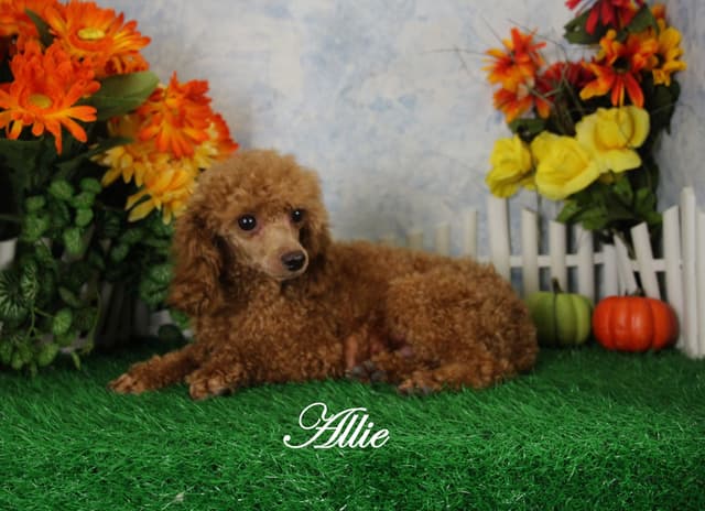 Poodle Puppies media 14