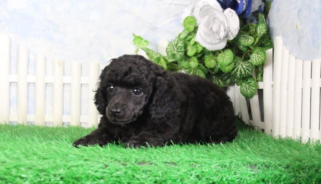 Poodle Puppies media 3