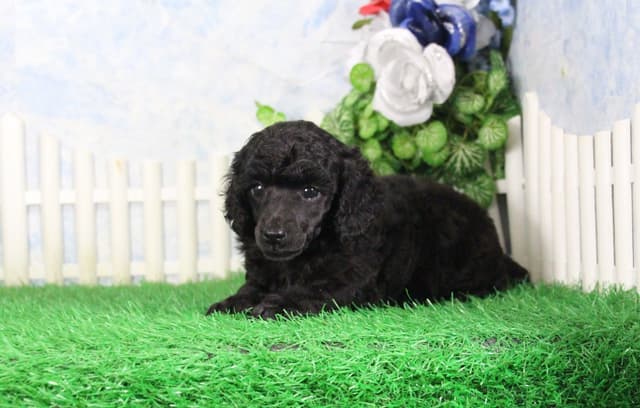 Poodle Puppies media 4