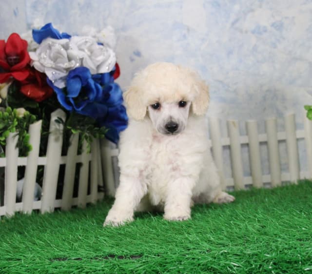 Poodle Puppies media 7
