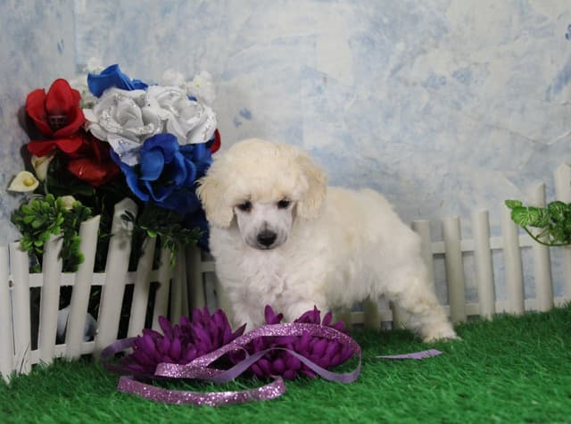 Poodle Puppies media 5