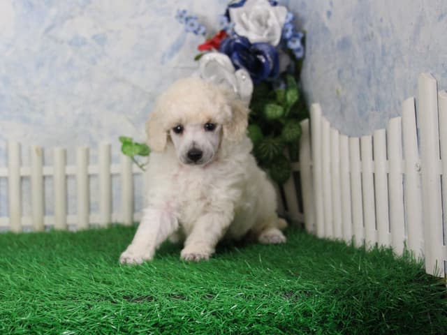 Poodle Puppies media 8