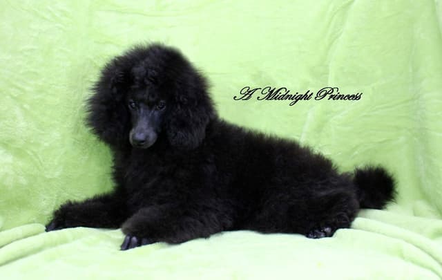 Poodle Puppies media 10