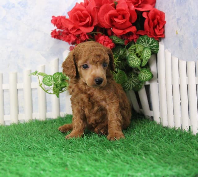 Poodle Puppies media 3