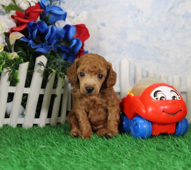 Poodle Puppies media 4