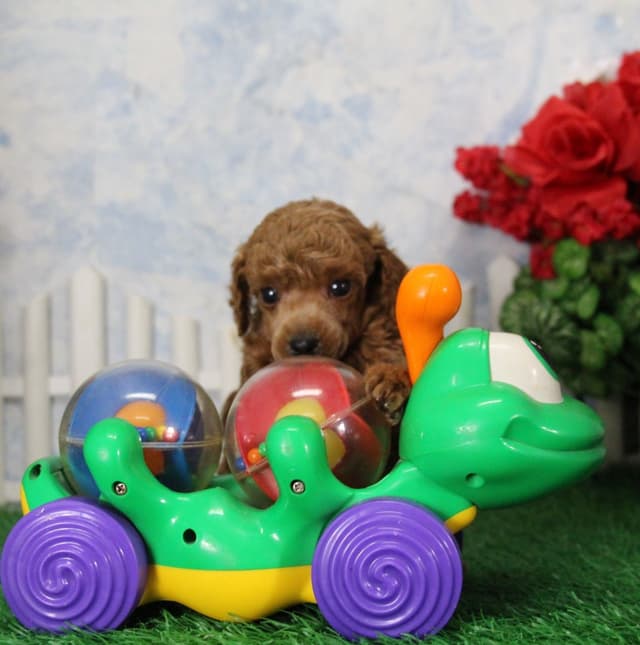 Poodle Puppies media 5