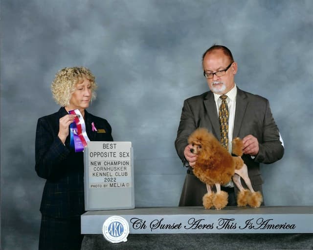 Poodle Puppies media 9