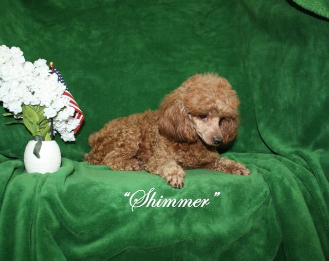 Poodle Puppies media 10