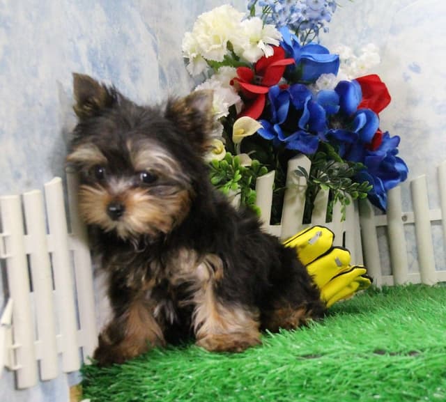 Yorkshire Terrier Puppies media 4