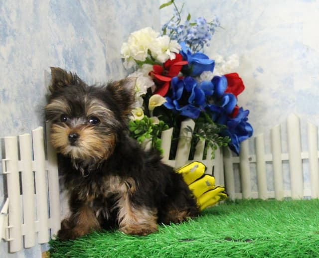 Yorkshire Terrier Puppies media 2