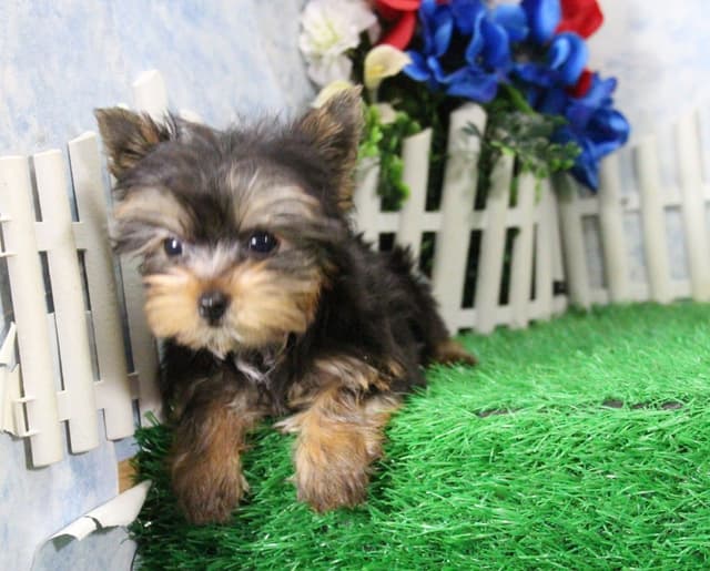 Yorkshire Terrier Puppies media 3