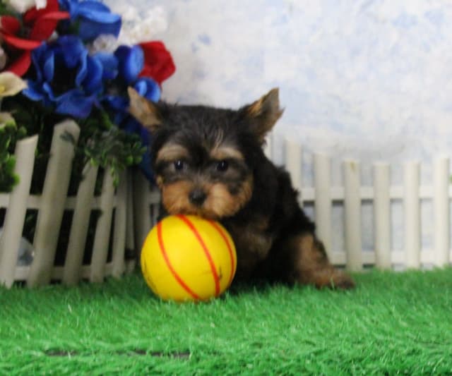 Yorkshire Terrier Puppies media 2
