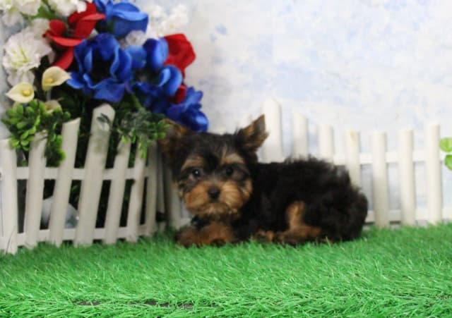 Yorkshire Terrier Puppies media 4