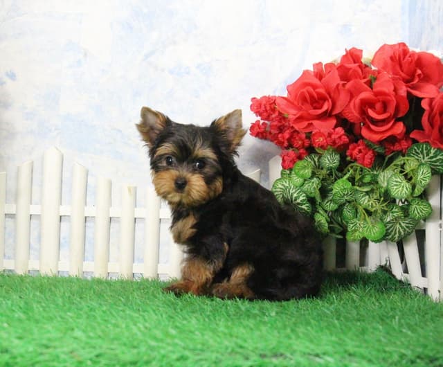 Yorkshire Terrier Puppies media 3