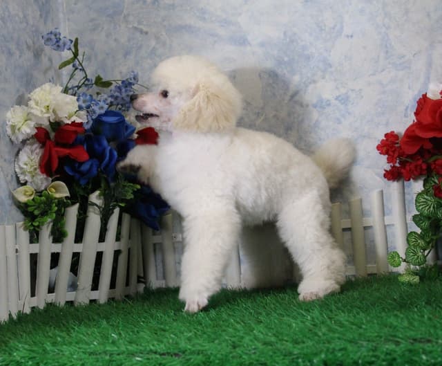 Poodle Puppies media 3