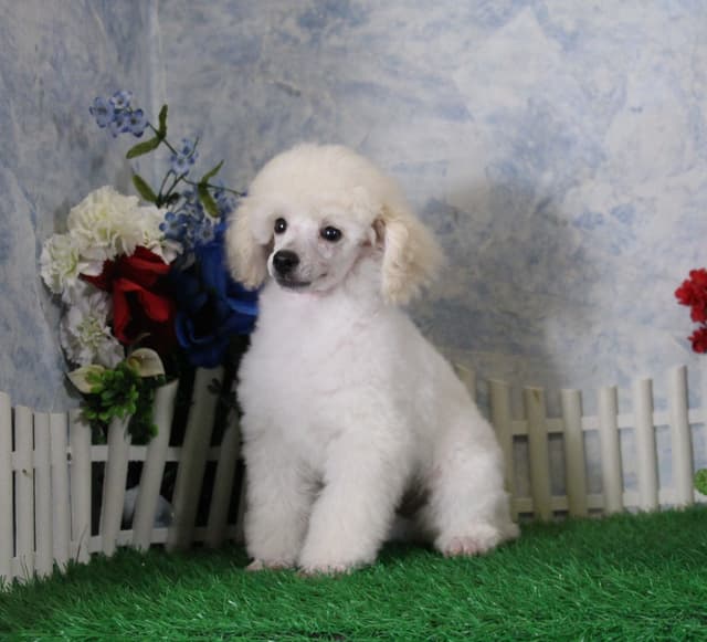 Poodle Puppies media 2